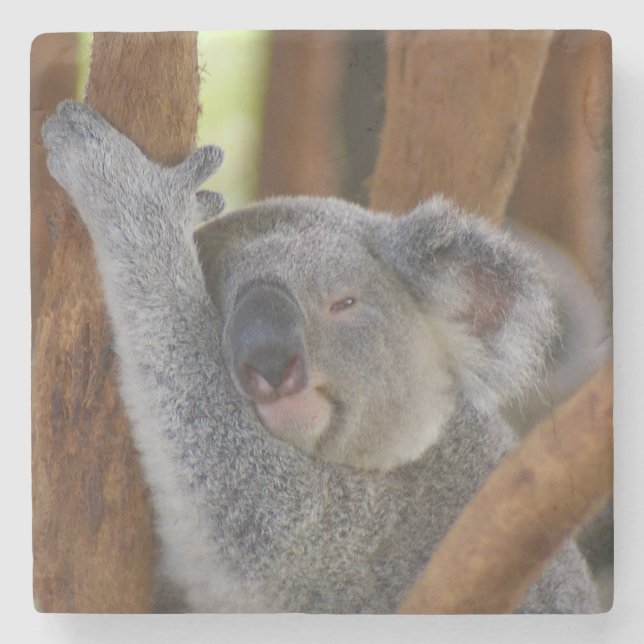 Posavasos De Piedra Koala Coaster (Anverso)
