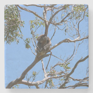 Posavasos De Piedra Koala Nap