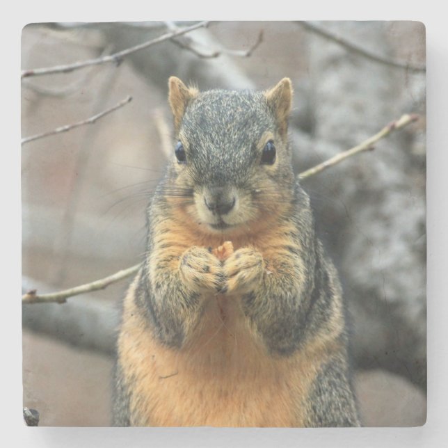 Posavasos De Piedra La ardilla suave tomando un refrigerio (Anverso)