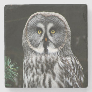 Posavasos De Piedra La gran bacalao de búho gris