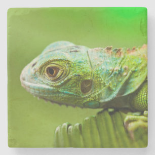 Posavasos De Piedra La iguana en lo salvaje