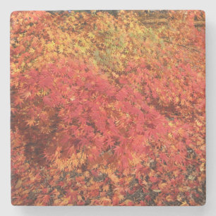 Posavasos De Piedra La montaña rusa de la colilla de otoño