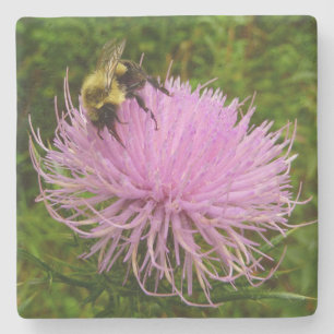 Posavasos De Piedra La naturaleza de la flor del cardo