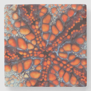 Posavasos De Piedra Lado trasero de la estrella de mar Cambodia