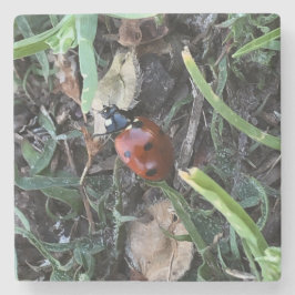 Posavasos De Piedra Lady Bug