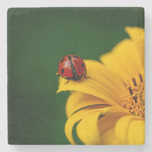 Posavasos De Piedra Lady Bug en una flor amarilla