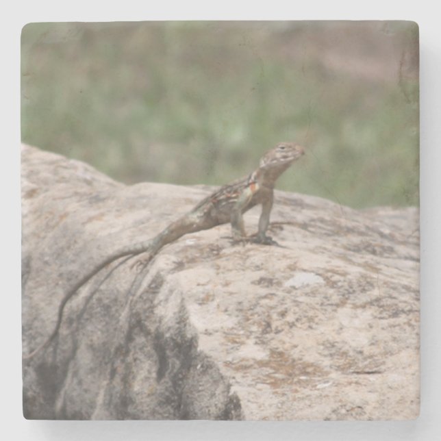 Posavasos De Piedra Lagarto (Anverso)