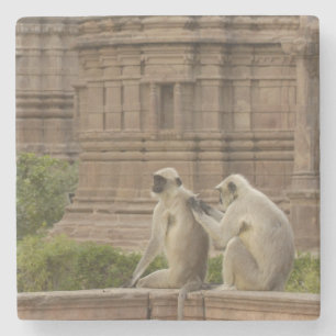 Posavasos De Piedra Langures de Hanuman o langur gris, común o de cara