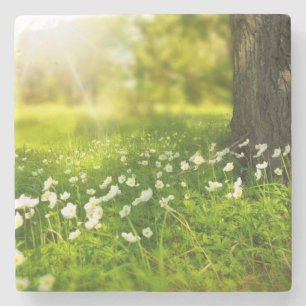 Posavasos De Piedra Las alegrías de la primavera