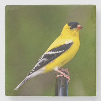 Posavasos De Piedra las aves son los únicos animales con plumas 9