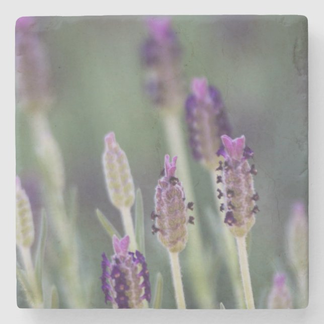 Posavasos De Piedra Lavanda mexicana (Anverso)