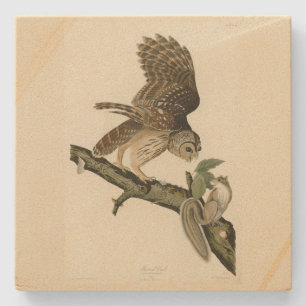 Posavasos De Piedra Lechuza Barrada, los pájaros de América de John Ja