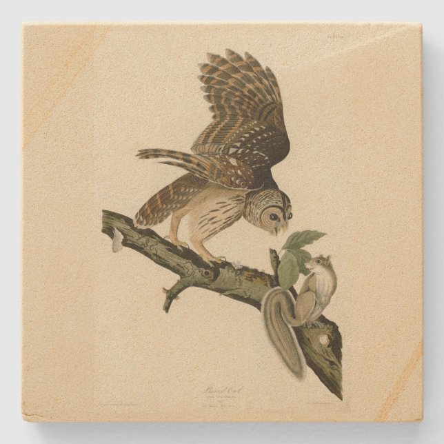 Posavasos De Piedra Lechuza Barrada, los pájaros de América de John Ja (Anverso)