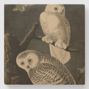Posavasos De Piedra Lechuza Snowy, los pájaros de América de John Jame