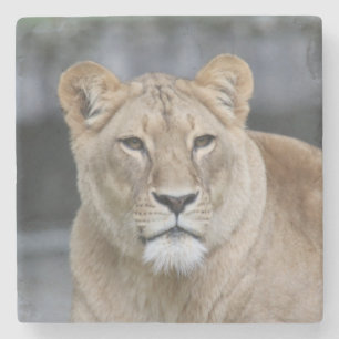 Posavasos De Piedra León 004