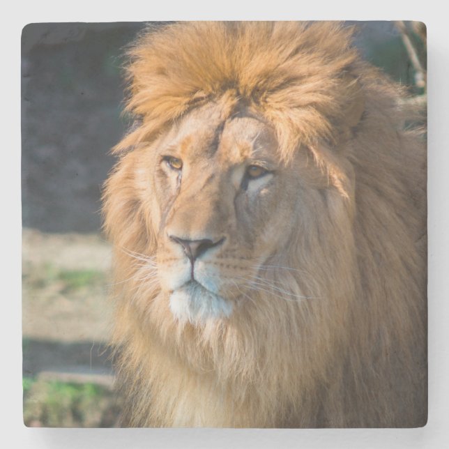 Posavasos De Piedra León 013 (Anverso)