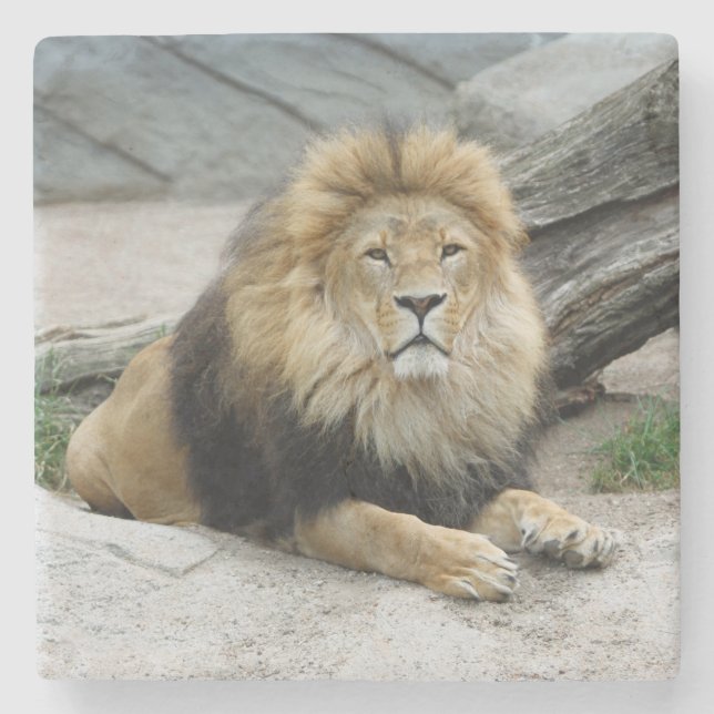 Posavasos De Piedra León 020 (Anverso)