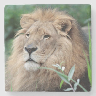 Posavasos De Piedra León 021