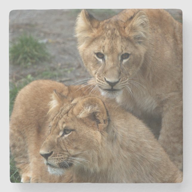 Posavasos De Piedra León 033 (Anverso)