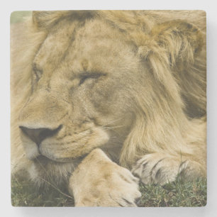 Posavasos De Piedra León africano, Panthera leo, acostado dormido