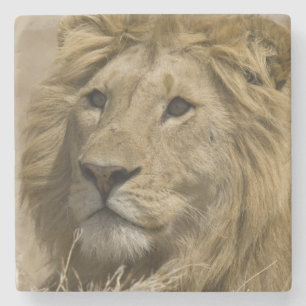 Posavasos De Piedra León africano, Panthera leo, retrato de un