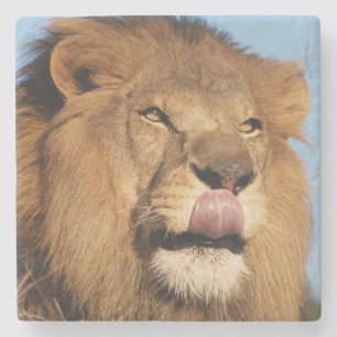 Posavasos De Piedra León africano (Panthera Leo), sabana africana