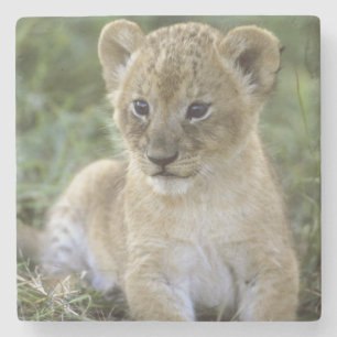 Posavasos De Piedra león africano, Panthera leo), Tanzania,
