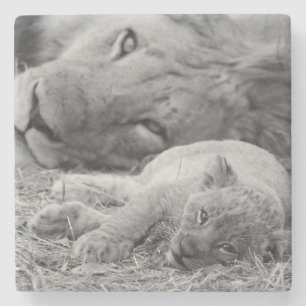 Posavasos De Piedra León Cub lindo que descansa con el padre