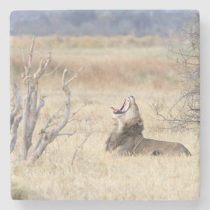 Posavasos De Piedra León de Yawning