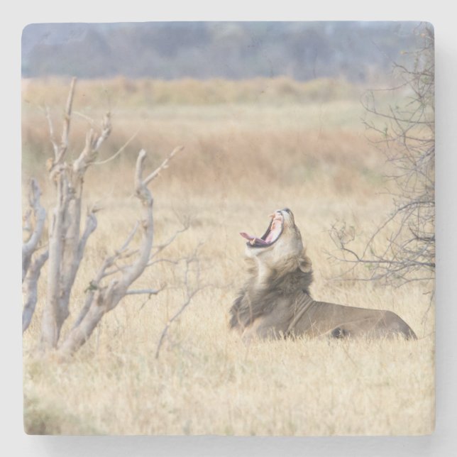 Posavasos De Piedra León de Yawning (Anverso)