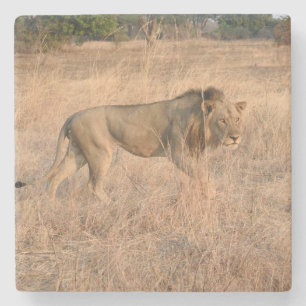 Posavasos De Piedra León en la caza, Zambia.