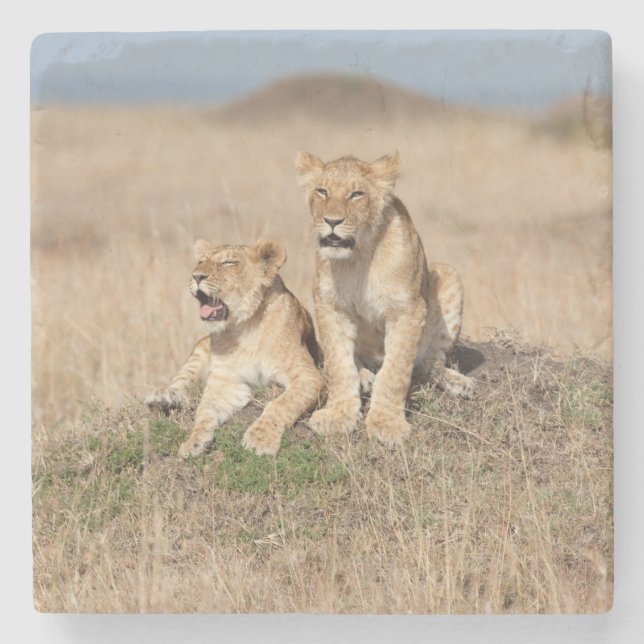 Posavasos De Piedra Leones jóvenes (Anverso)