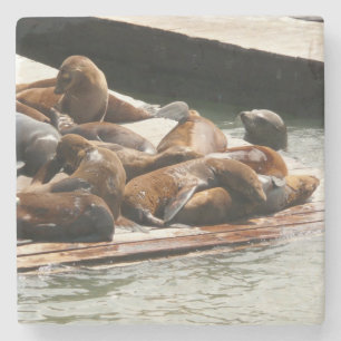 Posavasos De Piedra Leones marinos asoleándose en San Francisco