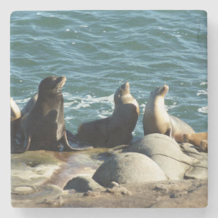 Posavasos De Piedra Leones marinos de San Diego