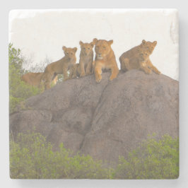 Posavasos De Piedra Leones viendo la escena desde allí percha de rock