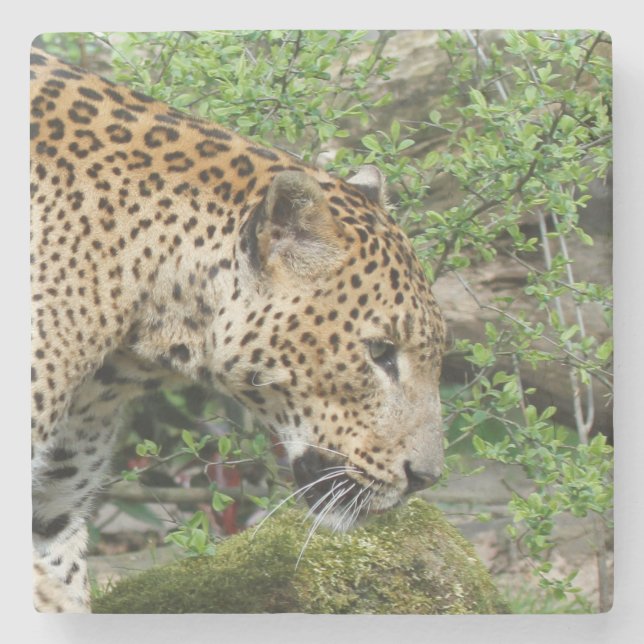 Posavasos De Piedra Leopard20151003 (Anverso)