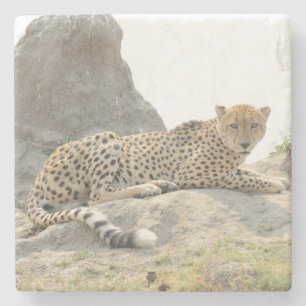 Posavasos De Piedra Leopardo en una mina de termitas, Botswana.