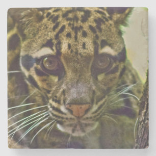 Posavasos De Piedra Leopardo nublado