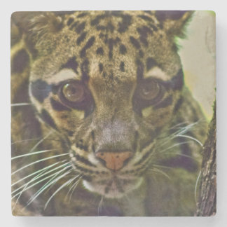 Posavasos De Piedra Leopardo nublado