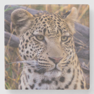 Posavasos De Piedra Leopardo sentado, Botsuana, África