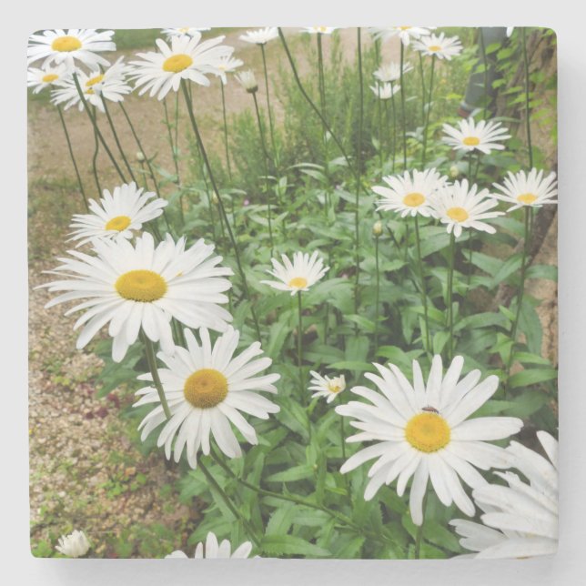 Posavasos De Piedra Leucanthemum Blooms (Anverso)