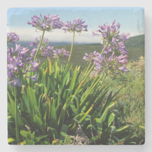 Posavasos De Piedra Lily africana (Agapanthus praecox), Mossel Bay