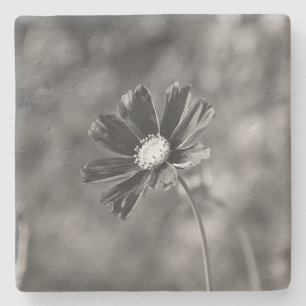 Posavasos De Piedra Limestone Coasters cuadrados Fotografía 
