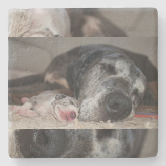 Posavasos De Piedra Limestone Coasters Great Dane Photography