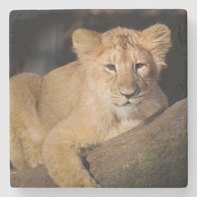 Posavasos De Piedra Lion Cub (Anverso)