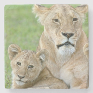 Posavasos De Piedra Lioness y Two Cubs, África Oriental, Tanzania,