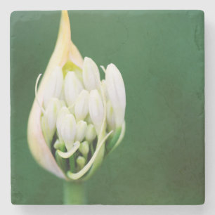 Posavasos De Piedra Lirio Africano, Agapanthus Praecox, Ciudad del Cab