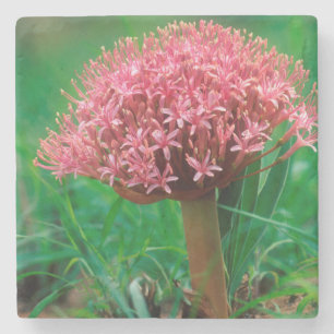 Posavasos De Piedra Lirio Africano (Agapanthus Praecox), Mala Mala