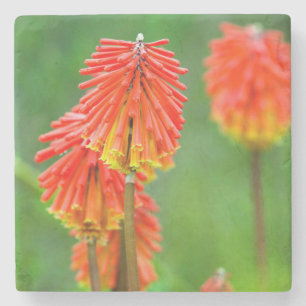 Posavasos De Piedra Lirio Antorcha (Kniphofia Uvaria), Cabo Occidental