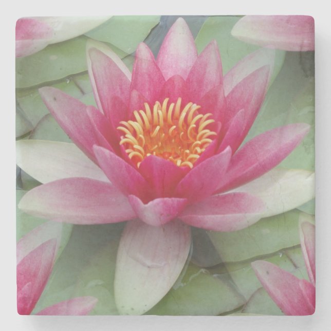 Posavasos De Piedra Lirio de agua de Lotus rosa (Anverso)